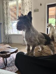 Lost Female Dog last seen Near stonecrest dr, McKinney, TX 75071