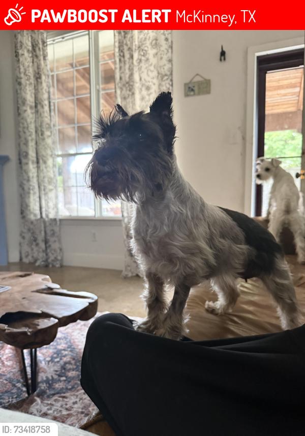 Lost Female Dog last seen Near stonecrest dr, McKinney, TX 75071