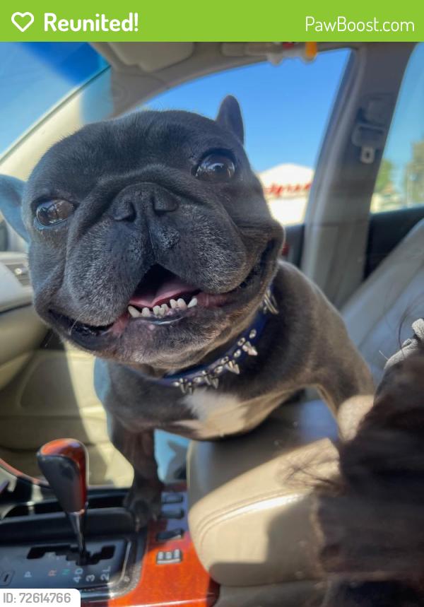 Reunited Male Dog last seen California and Park St, Stockton, CA 95202