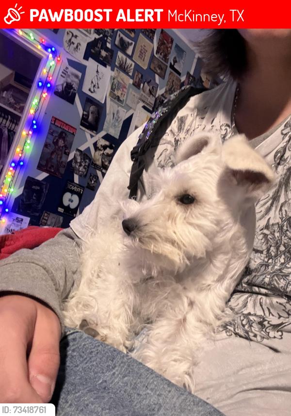 Lost Female Dog last seen Near stonecrest dr, McKinney, TX 75071