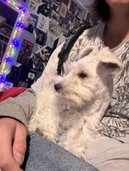 Lost Female Dog last seen Near stonecrest dr, McKinney, TX 75071