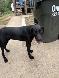 Found/Stray Male Dog last seen Near strange rd Taylors sc 29687, Taylors, SC 29687
