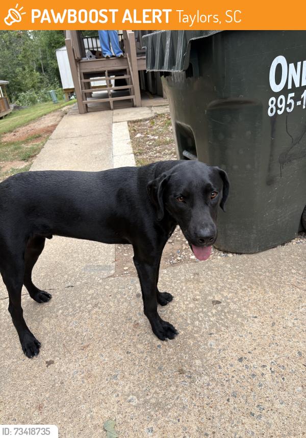 Found/Stray Male Dog last seen Near strange rd Taylors sc 29687, Taylors, SC 29687