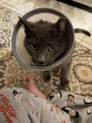 Lost Male Cat last seen The slopes, Pittsburgh, PA 15203