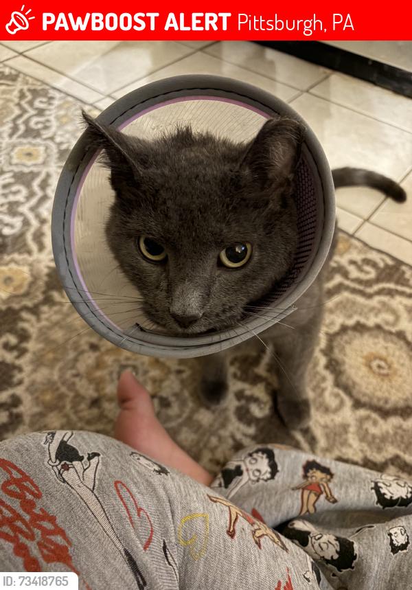 Lost Male Cat last seen The slopes, Pittsburgh, PA 15203