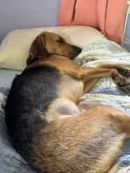 Reunited Male Dog last seen Chesopian Trail Chester Forest ct, Virginia Beach, VA 23452