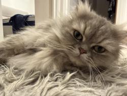 Reunited Female Cat last seen Carlton vale, Greater London, England NW6 5HQ