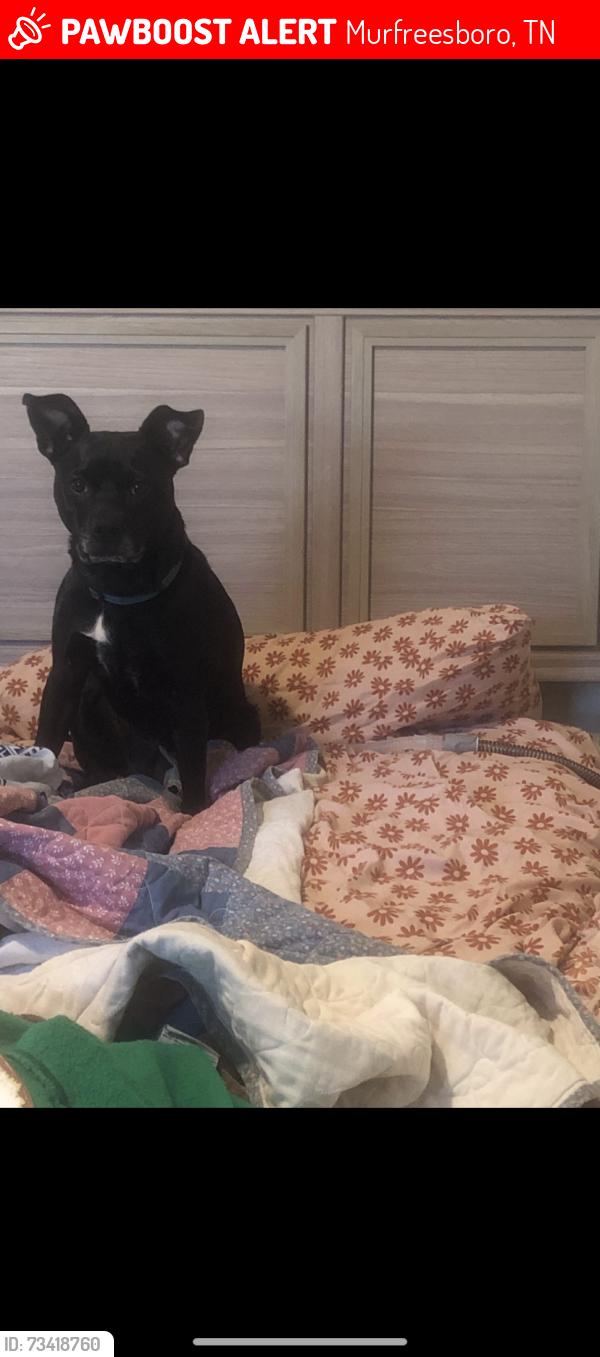 Lost Female Dog last seen MYSU, Murfreesboro, TN 37130