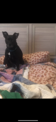 Lost Female Dog last seen MYSU, Murfreesboro, TN 37130