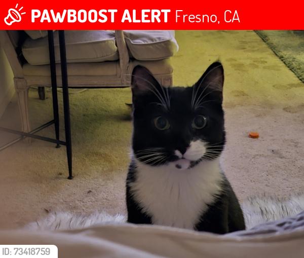 Lost Male Cat last seen Shaw Ave/ Forkner Ave, Fresno, CA 93711