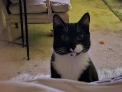 Lost Male Cat last seen Shaw Ave/ Forkner Ave, Fresno, CA 93711