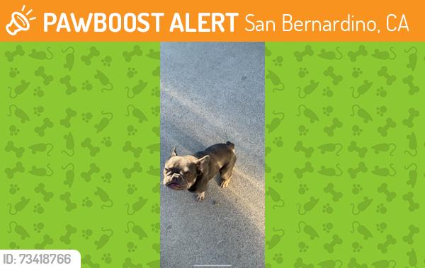 Found/Stray Male Dog last seen 5th street, San Bernardino, CA 92415