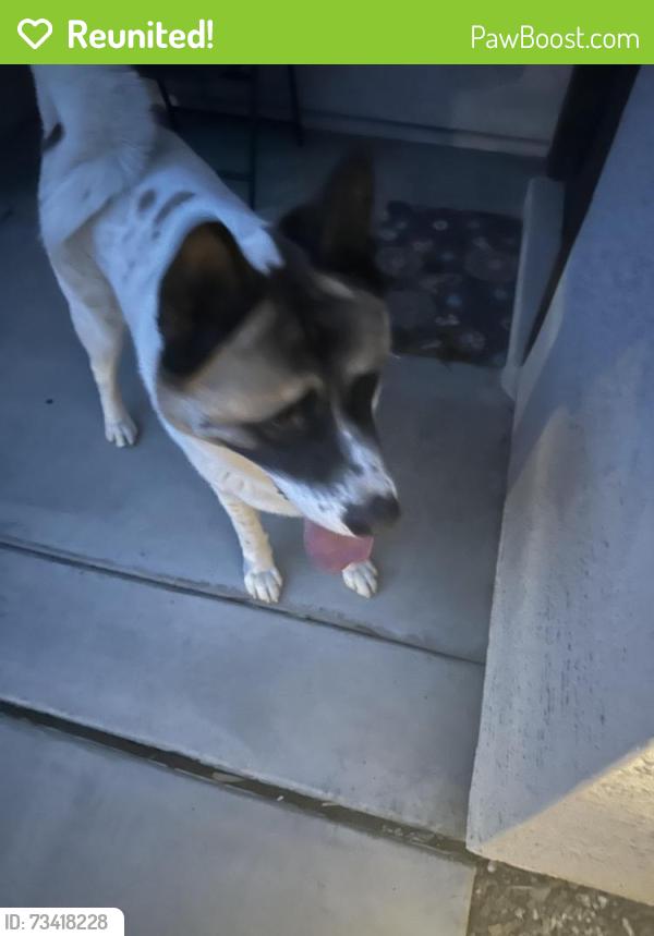 Reunited Male Dog last seen Ironwood crossing, San Tan Valley, AZ 85140