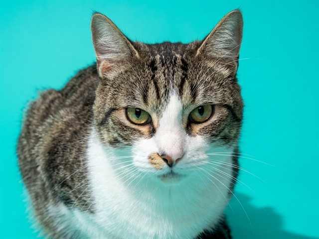Shelter Stray Female Cat last seen MCGREGOR DR, 2020 Forest St, Jacksonville, FL 32204, USA
