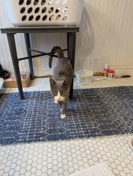 Reunited Male Cat last seen 22nd and Brandywine, Philadelphia, PA 19130