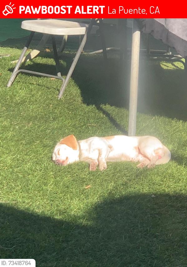 Lost Male Dog last seen Hinnen y gale, La Puente, CA 91745