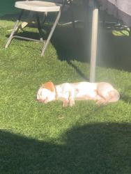 Lost Male Dog last seen Hinnen y gale, La Puente, CA 91745