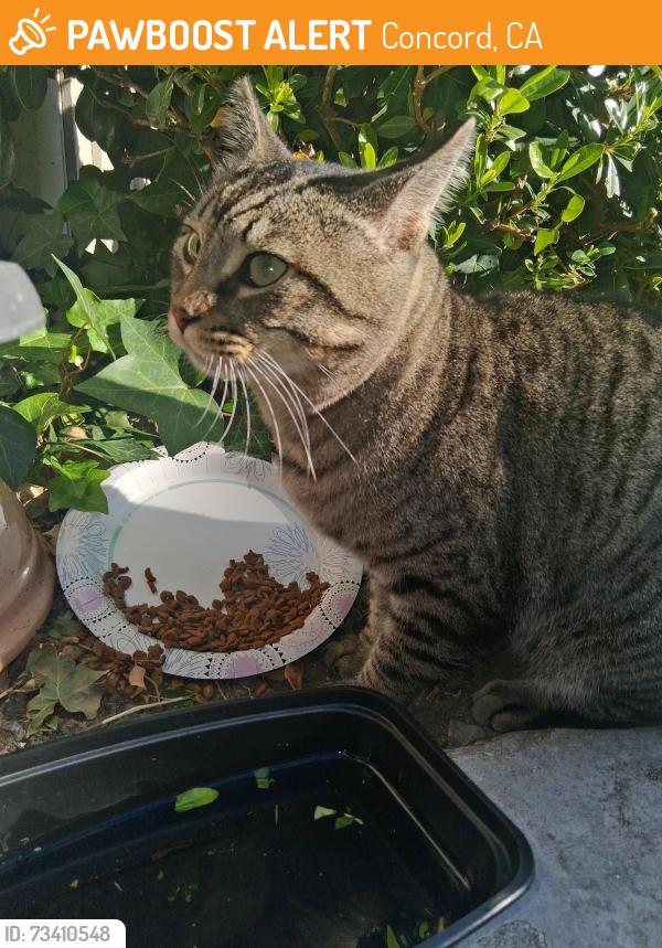 Found/Stray Unknown Cat last seen Monument and Mohr Lane, Concord, CA 94518