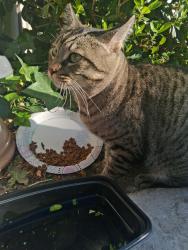 Found/Stray Unknown Cat last seen Monument and Mohr Lane, Concord, CA 94518