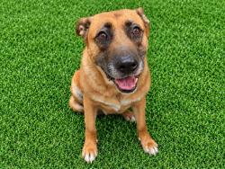 Shelter Stray Female Dog last seen , 38550 Sierra Hwy, Palmdale, CA 93550, USA