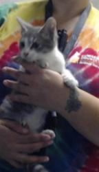 Shelter Stray Male Cat last seen Near BLOCK TAMMY ST, FAYETTEVILLE NC 28311, 4704 Corporation Dr, Fayetteville, NC 28306, USA
