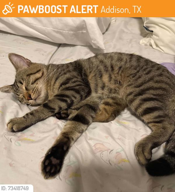Found/Stray Male Cat last seen Marsh Ln, Addison, TX 75001