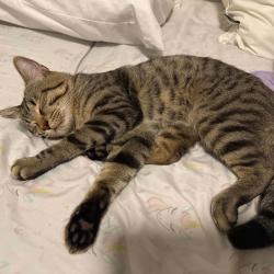Found/Stray Male Cat last seen Marsh Ln, Addison, TX 75001