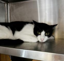 Shelter Stray Male Cat last seen , 1850 W 60th St, Los Angeles, CA 90047, USA