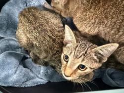 Shelter Stray Female Cat last seen CHARLOTTE, 8315 Byrum Dr, Charlotte, NC 28217, USA
