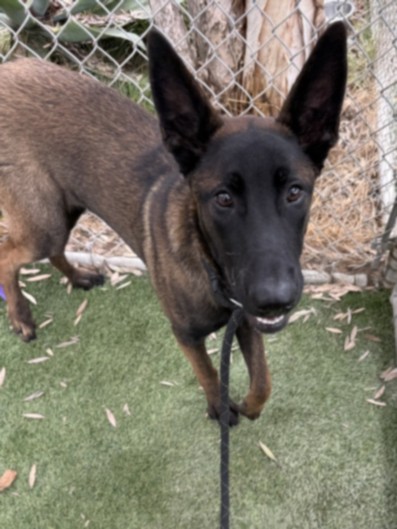 Shelter Stray Female Dog last seen , 1850 W 60th St, Los Angeles, CA 90047, USA