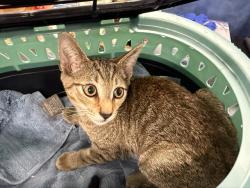 Shelter Stray Male Cat last seen CHARLOTTE, 8315 Byrum Dr, Charlotte, NC 28217, USA