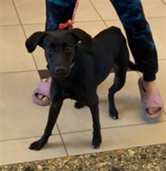 Shelter Stray Male Dog last seen SUN GLO AVE, 19640 Dogpatch Ln, Land O' Lakes, FL 34638, USA