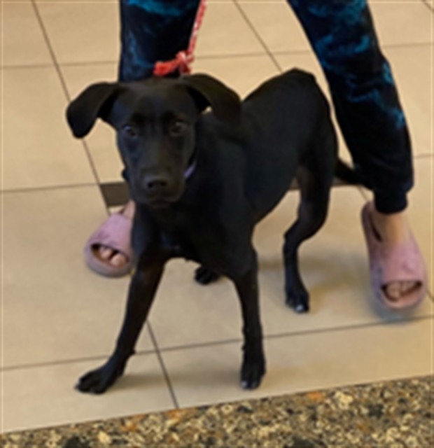 Shelter Stray Male Dog last seen SUN GLO AVE, 19640 Dogpatch Ln, Land O' Lakes, FL 34638, USA