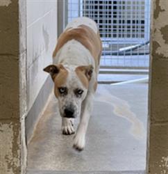 Shelter Stray Male Dog last seen , 3201 Lacy St, Los Angeles, CA 90031, USA