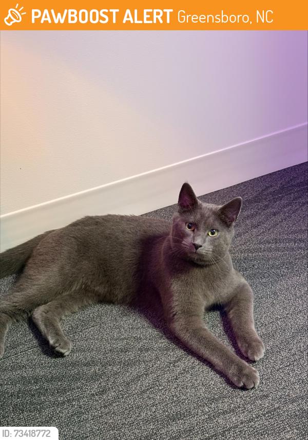 Found/Stray Unknown Cat last seen UNC Greensboro by the Walker deck, Greensboro, NC 27412