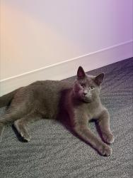 Found/Stray Unknown Cat last seen UNC Greensboro by the Walker deck, Greensboro, NC 27412