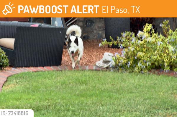 Found/Stray Female Dog last seen Portsmouth & Rosinante, El Paso, TX 79922