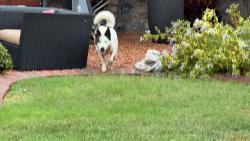 Found/Stray Female Dog last seen Portsmouth & Rosinante, El Paso, TX 79922