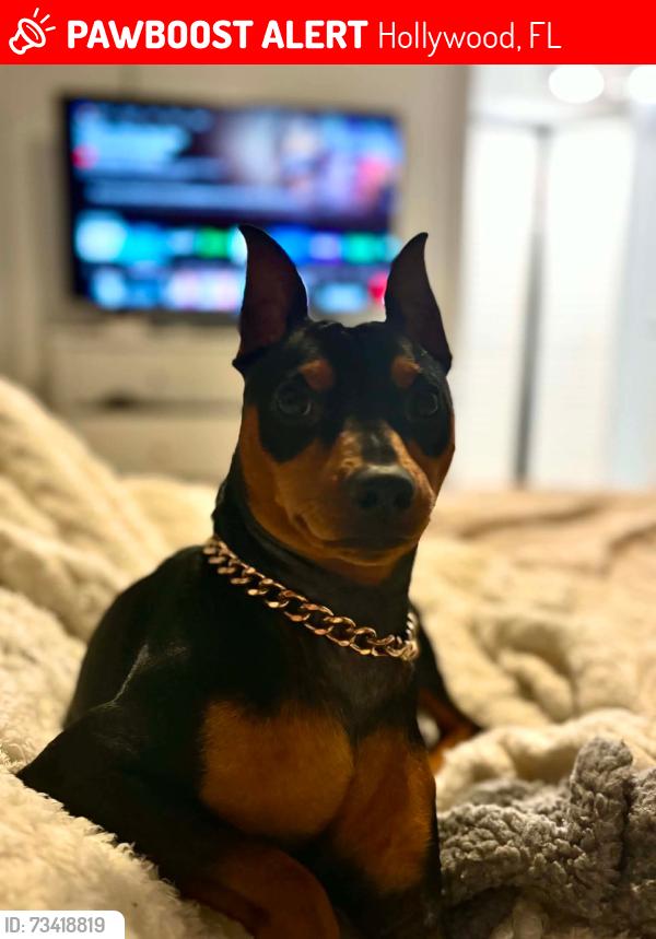 Lost Male Dog last seen 19th ave hollywood, Hollywood, FL 33020