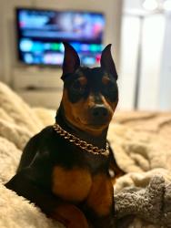 Lost Male Dog last seen 19th ave hollywood, Hollywood, FL 33020