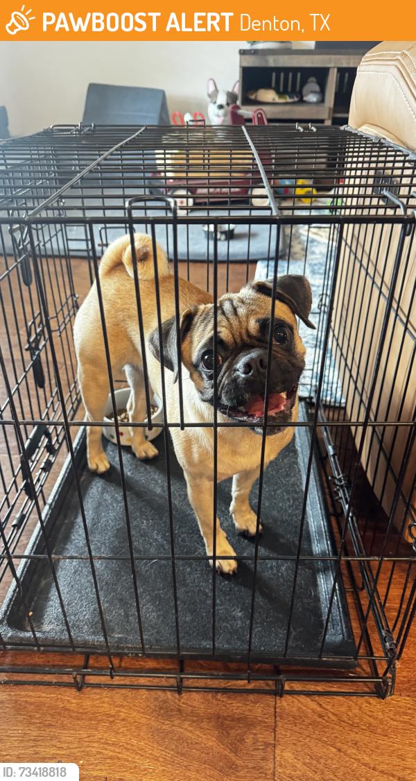 Found/Stray Female Dog last seen Found near Saddlehorn and Davenport, Denton, TX 76207