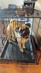 Found/Stray Female Dog last seen Found near Saddlehorn and Davenport, Denton, TX 76207