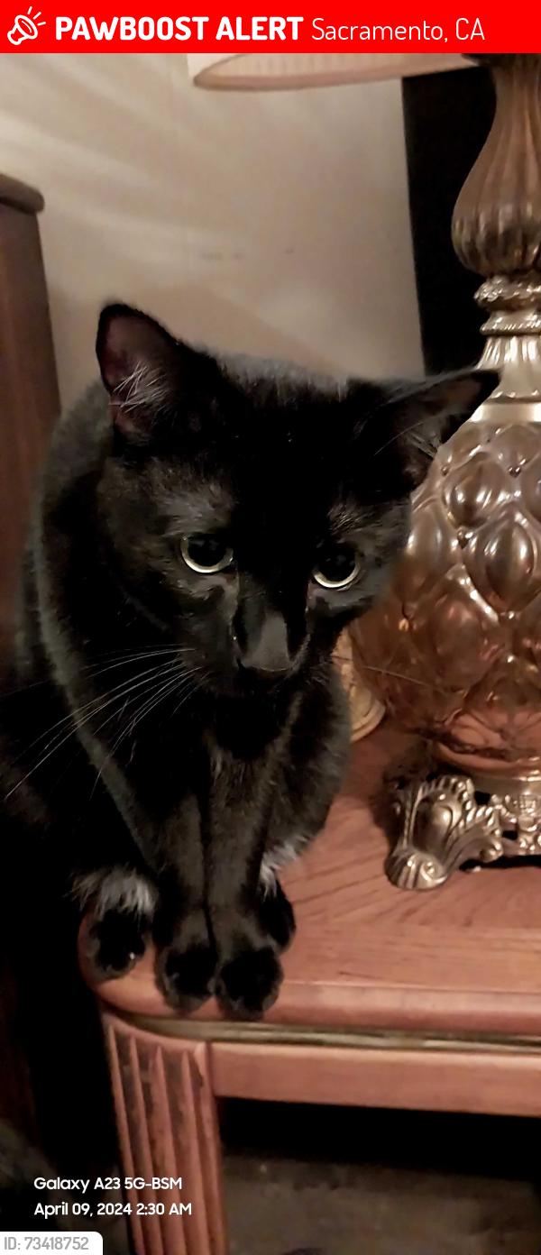 Lost Male Cat last seen Near Greenback lane and Auburn Blvd, Sacramento, CA 95841