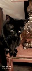 Lost Male Cat last seen Near Greenback lane and Auburn Blvd, Sacramento, CA 95841