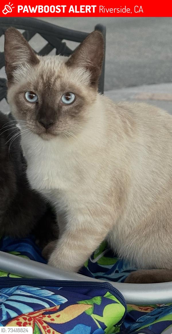 Lost Female Cat last seen Grace, Riverside, CA 92504