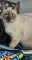 Lost Female Cat last seen Grace, Riverside, CA 92504