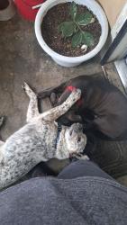 Reunited Male Dog last seen Denholm drive and Durfee, El Monte, CA 91732