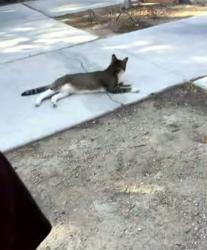 Found/Stray Female Cat last seen Washington and jobes, Las Vegas, NV 89108