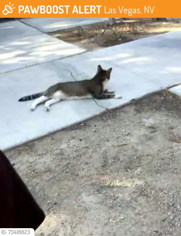 Found/Stray Female Cat last seen Washington and jobes, Las Vegas, NV 89108