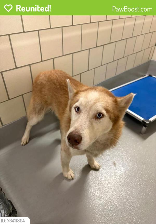 Reunited Unknown Dog last seen Located at Rockdale County Animal Service, 1506 Rockbridge Road, Conyers, GA 30012, Conyers, GA 30012